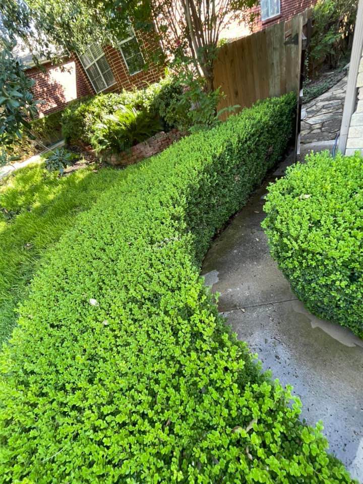 Pressure washing service 5